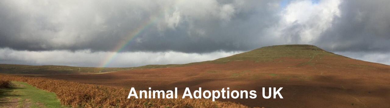 Animal Adoptions UK